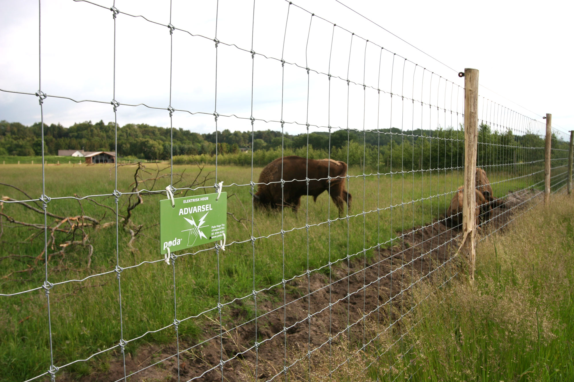 Tre bisoner går bak et nettinggjerde. Et varselskilt viser at gjerdet er strømførende.