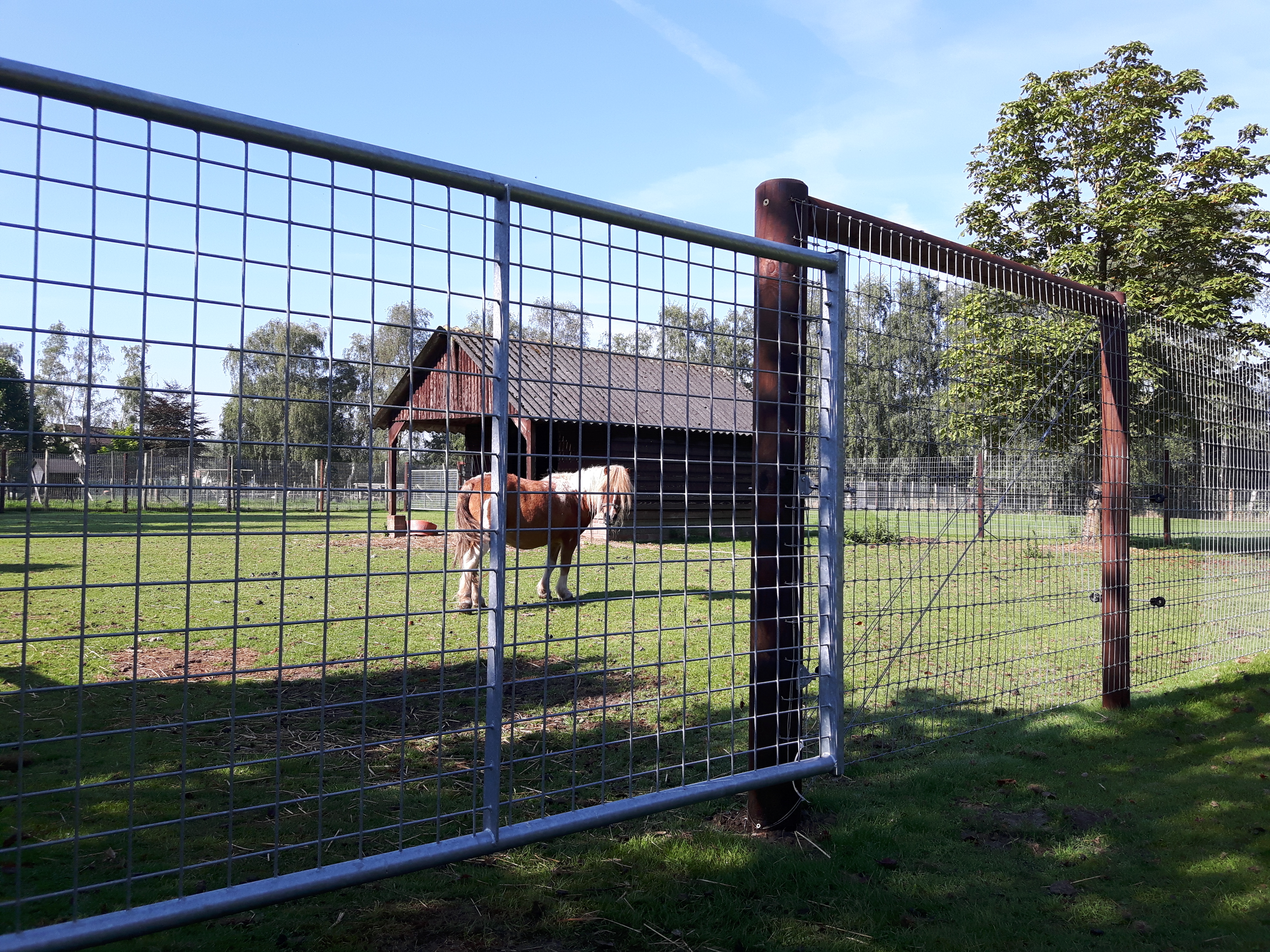 En liten hest står bak en lettveksgrind med gitter.