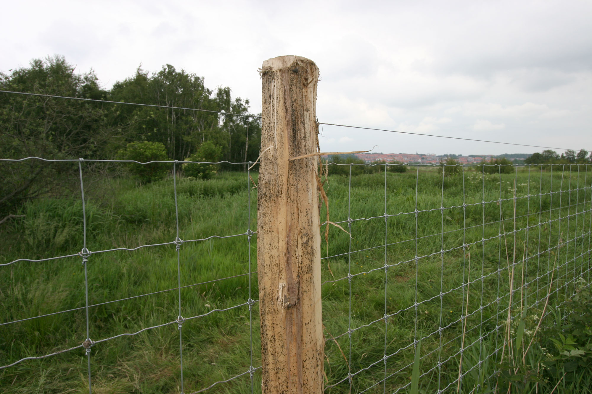 Supernet nettinggjerde montert på en høy gjerdestolpe av robinietre.